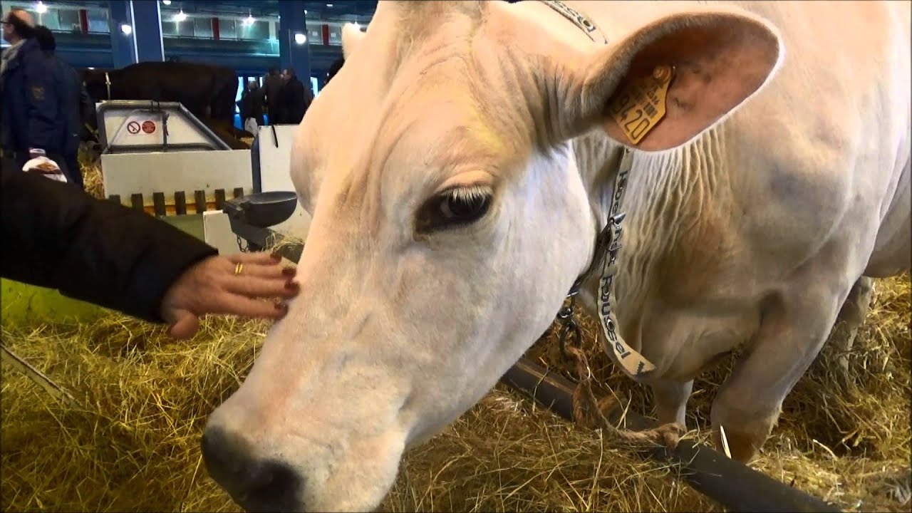 Vache Bleue du Nord - Bos taurus - Linnaeus, 1758 - Salon de l'Agriculture 2015 - 03/2015