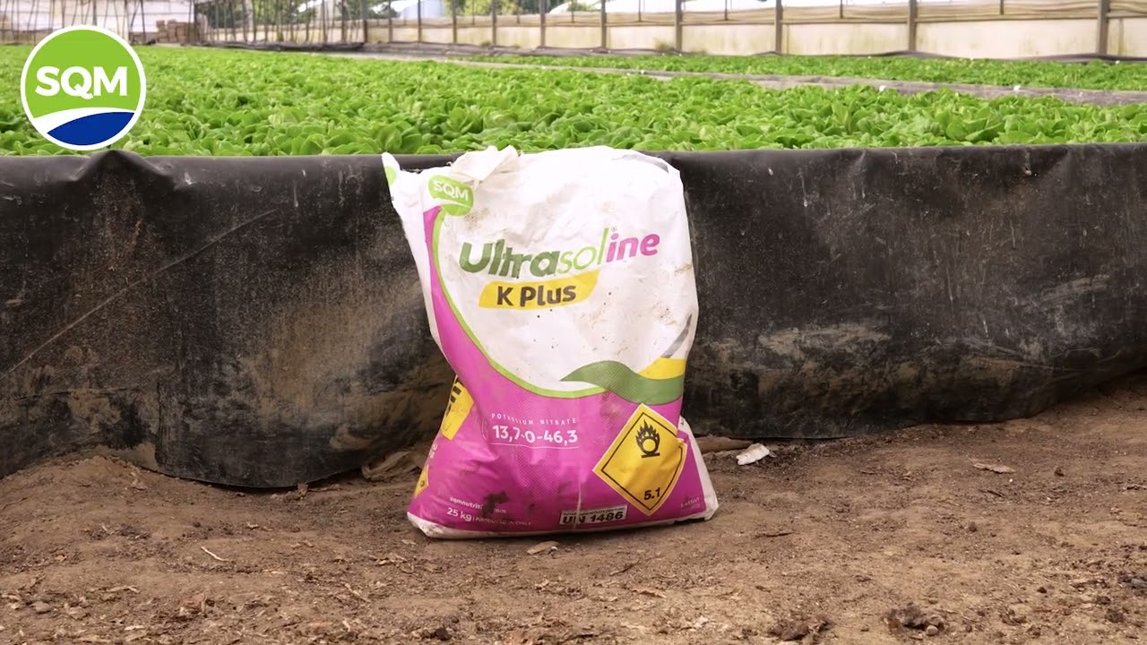Ultrasoline K Plus applicato a basilico e lattuga- con Azienda Agricola Cammelli