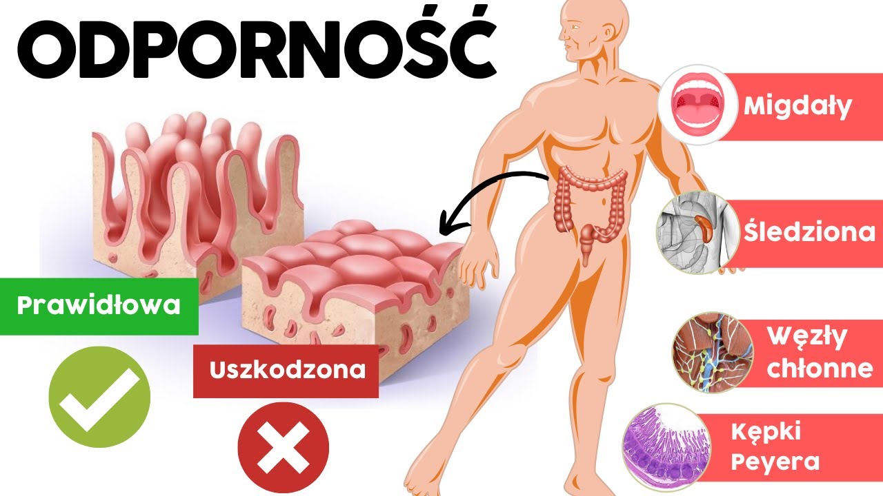 🩸 Silna odporność organizmu - 5 kluczowych rad, które działają 💯Jak jest zbudowana oraz jej funkcje?
