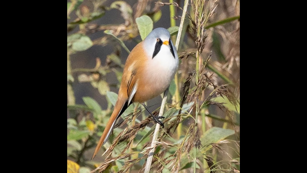 Eric Gustafson - Birding in Sweden: Migration at Falsterbo
