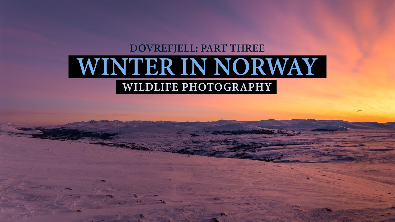 Musk ox in wonderful windy weather || Dovrefjell part three, Wildlife photography (Lumix S1)