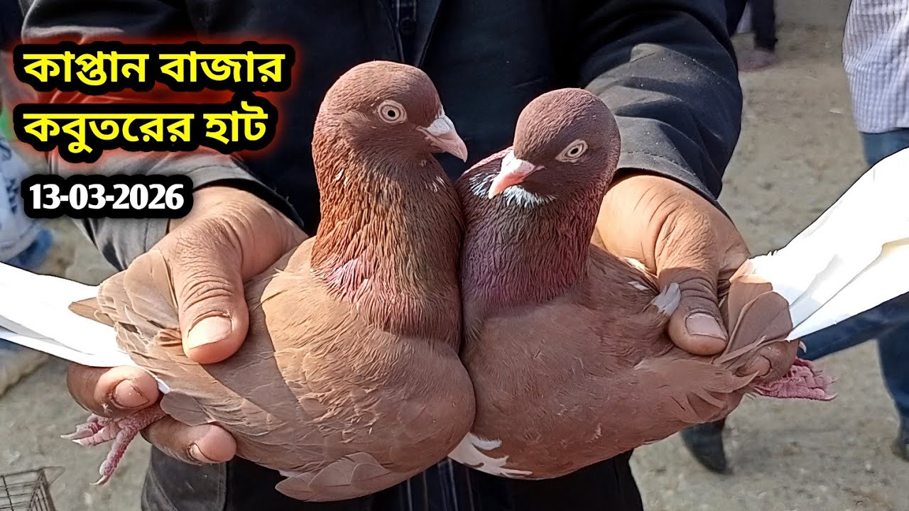 13-03-2026 কাপ্তান বাজার কবুতরের হাট গুলিস্তান | কম দামে গিরিবাজ কবুতর | Kaptan Bazar kobutor hat 