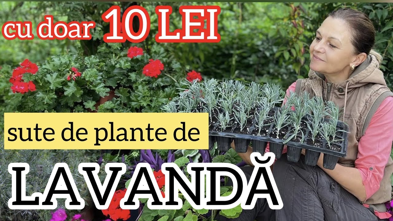 Cum înmulțim lavanda prin butași. Cum tundem lavanda toamna.