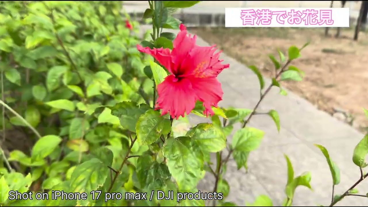 お花見🌸 #沙田 #石門 #東門 #老街 #足マッサージ