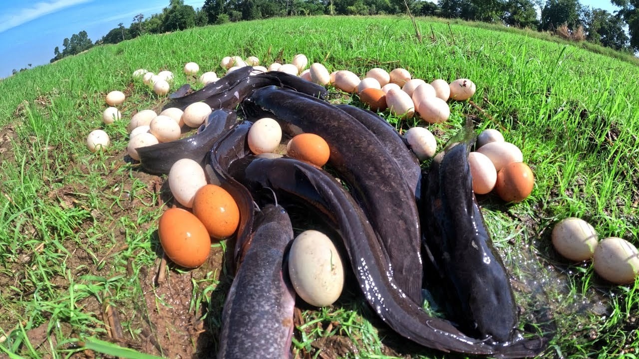 Top Video Skills Fishing - Fisherman catch a lot of fish in meadow at dry season & pick eggs by hand