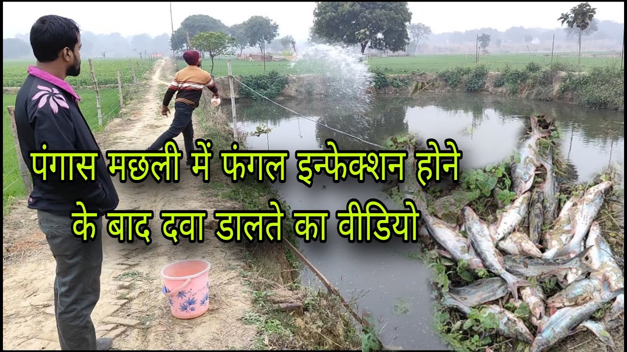 पंगास मछली में फंगल इन्फेक्शन होने पर डाली जाने वाली दवा