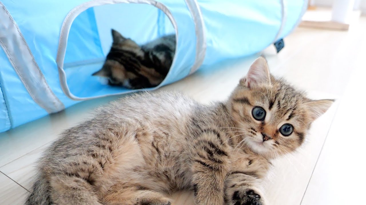 Kittens explore tunnel! Even when they're tired of playing, they're still cute!