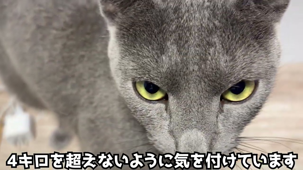【要求】はやく～！