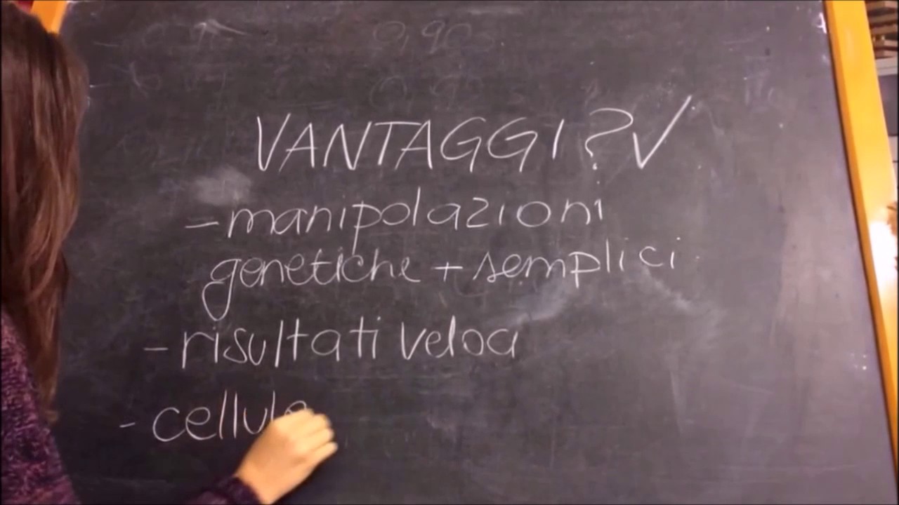 Protoplasti