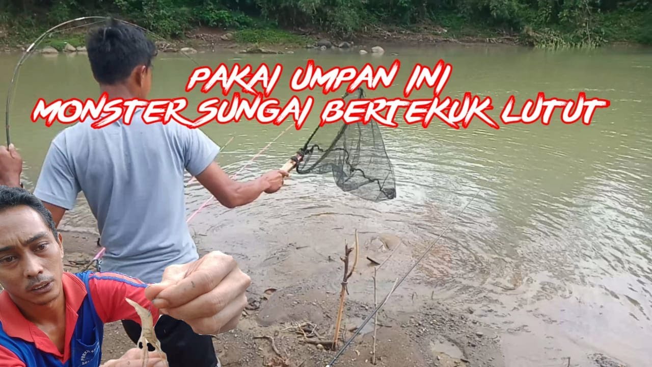 Cara mancing pakai umpan udang hidup di sungai,, disambar monster penghuni sungai