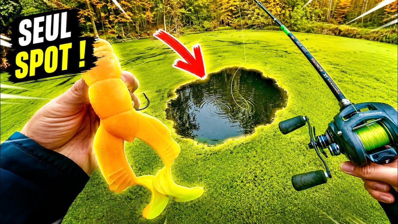 Cette pollution d'algues cache des monstres !!