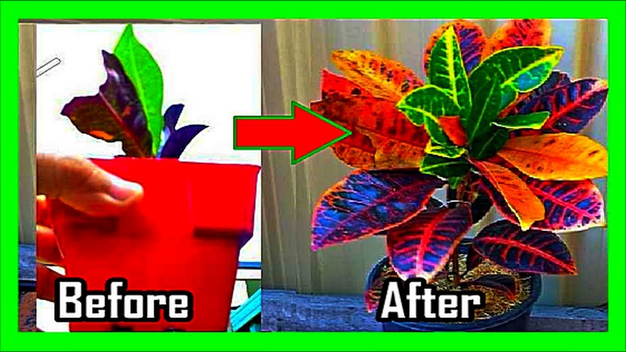 Как сделать кротон ветвистым и кустистым: обрезка и уход за кротоном