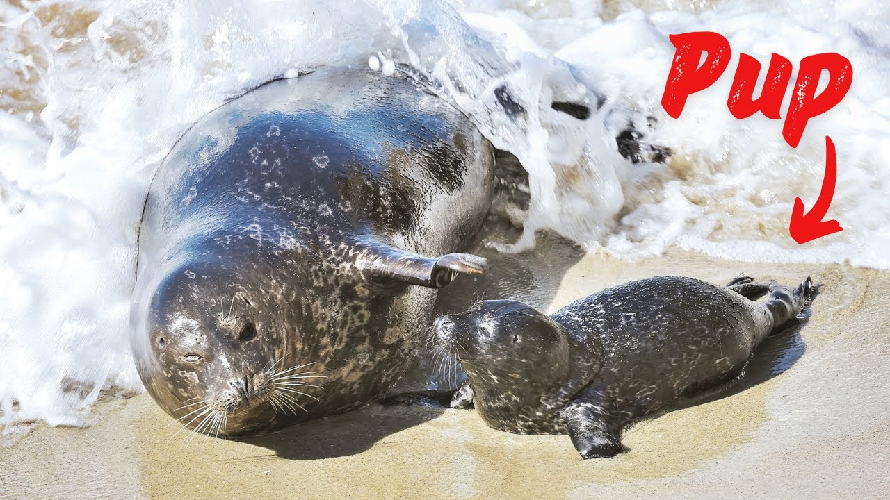 HARBOR SEAL PUP Gets Hit By BIG WAVE While Trying to Nurse | La Jolla | Canon R5