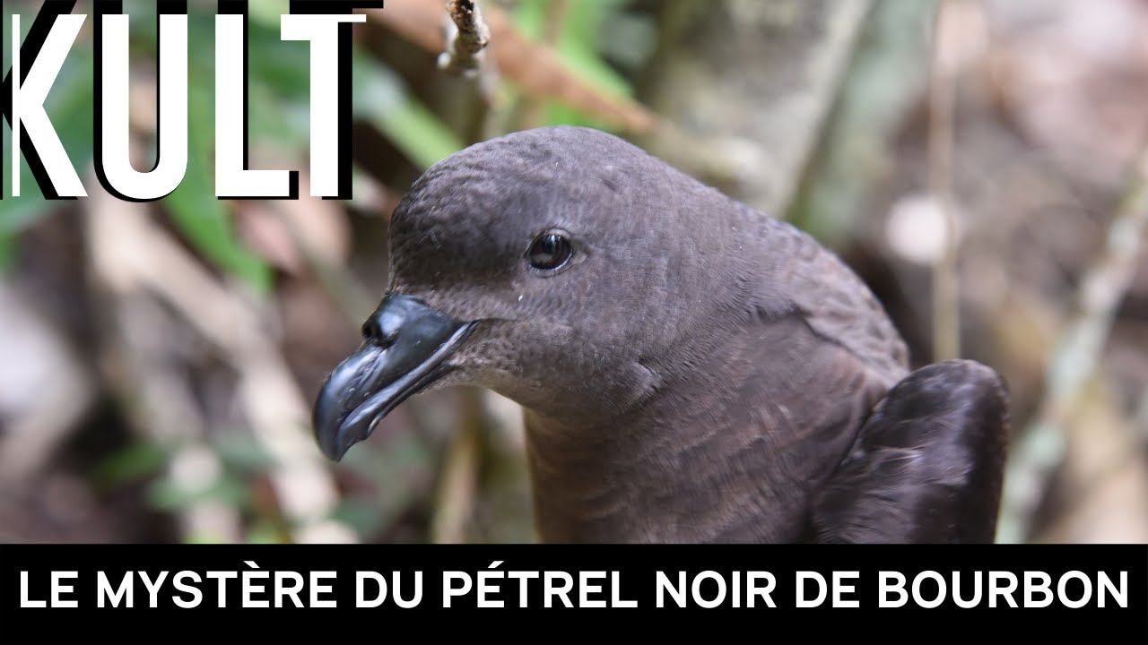 Le mystère du Pétrel noir de Bourbon