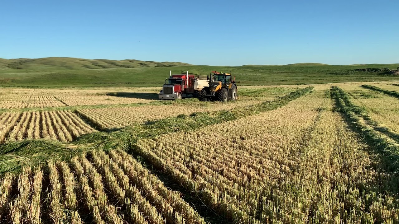 Challenger 1050 and FP 230 chopping barley silage