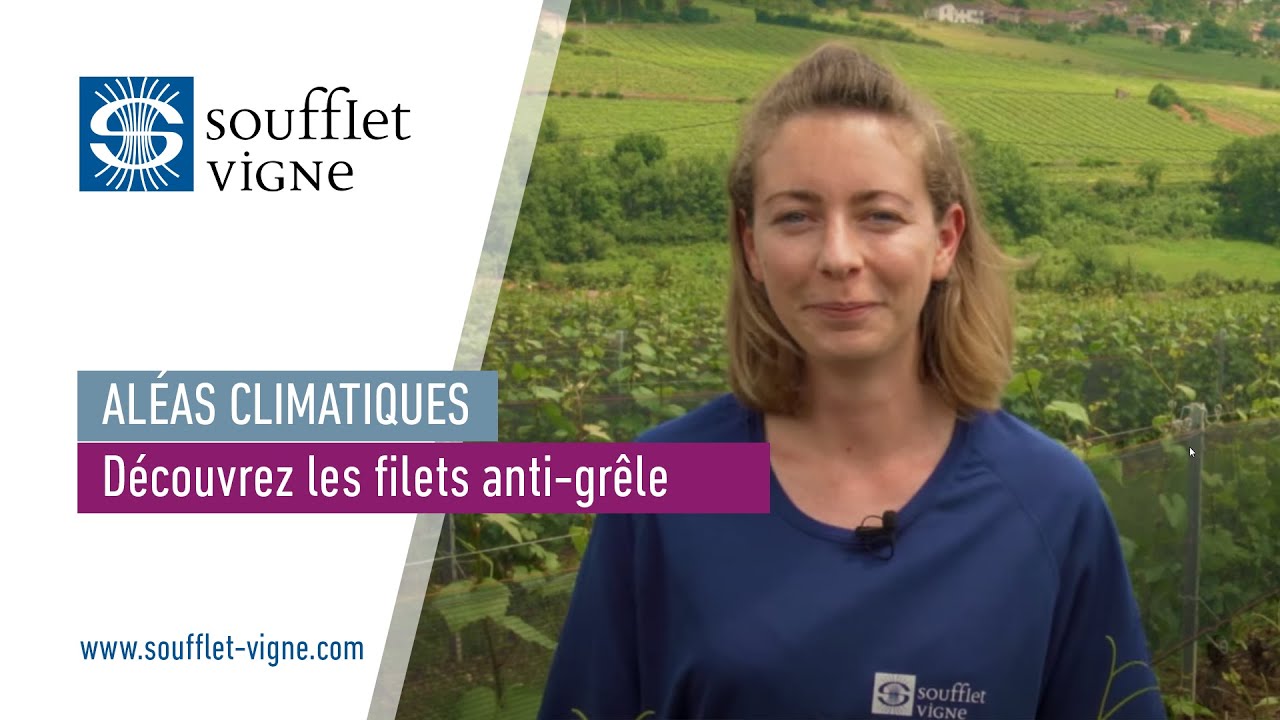 Lutte contre les aléas climatiques : découvrez les filets anti-grêle pour la vigne