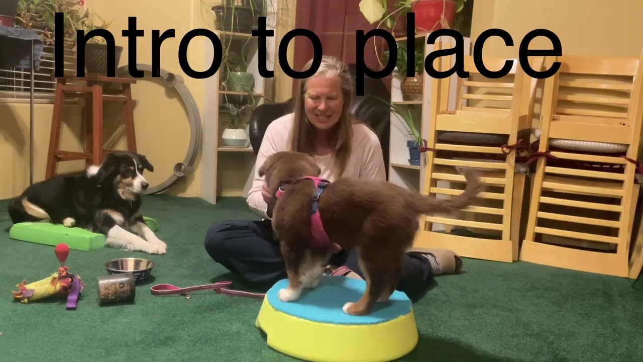 puppy training dove synopsis