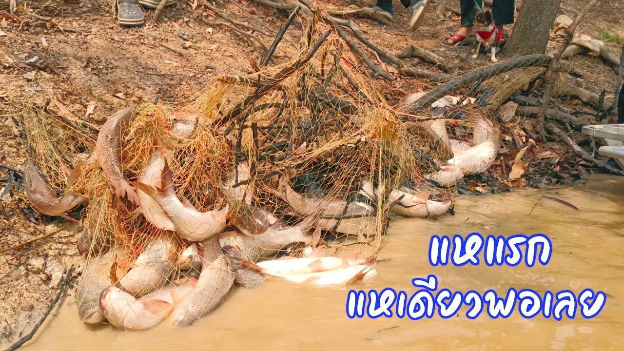 เด็ดกว่านี้ไม่มีอีกแล้ว หว่านครั้งเดียวพอเลย ลงปลา บ.คำยาง อ.ไชยวาน จ.อุดร / ตุ้มแพรว พาเพลิน EP.777