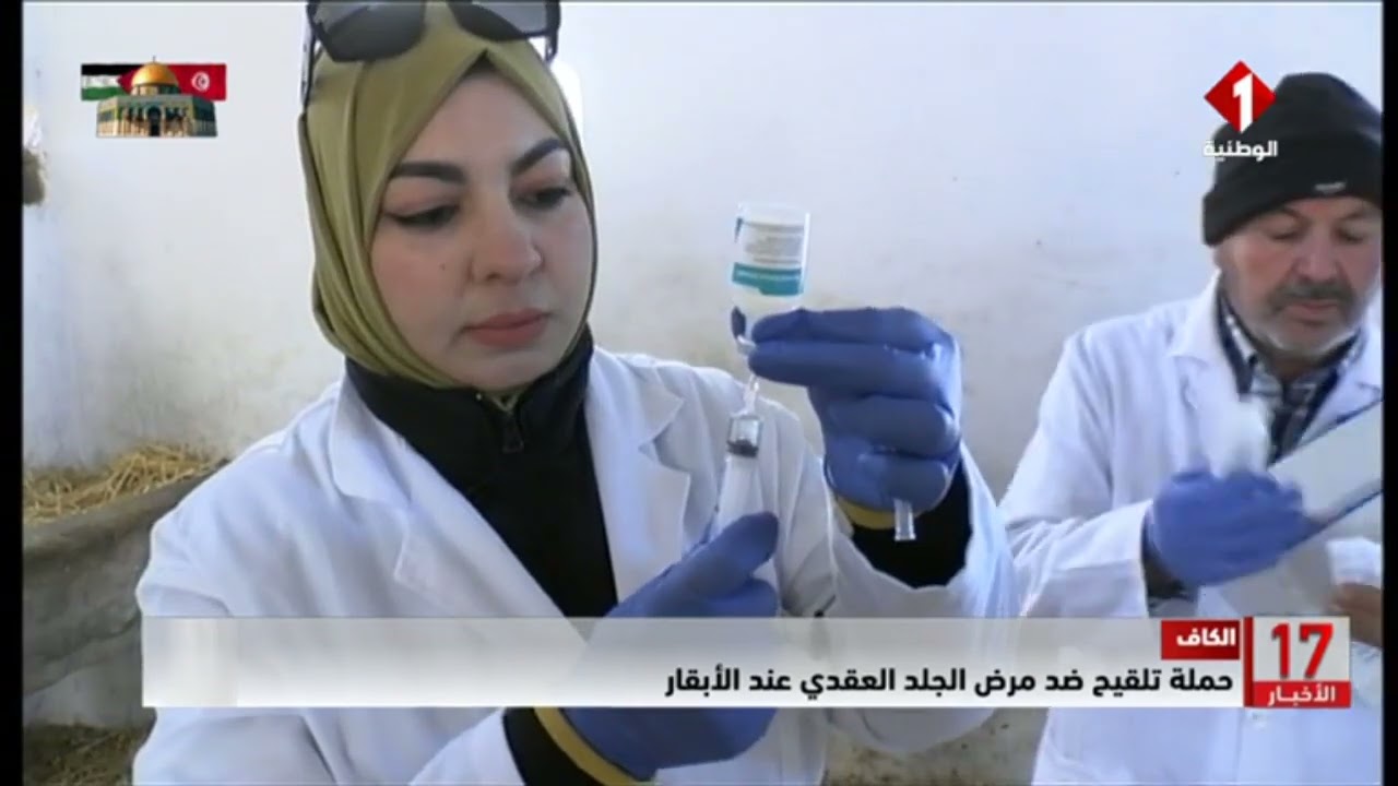 الكاف || حملة تلقيح ضد مرض الجلد العقدي عند الأبقار