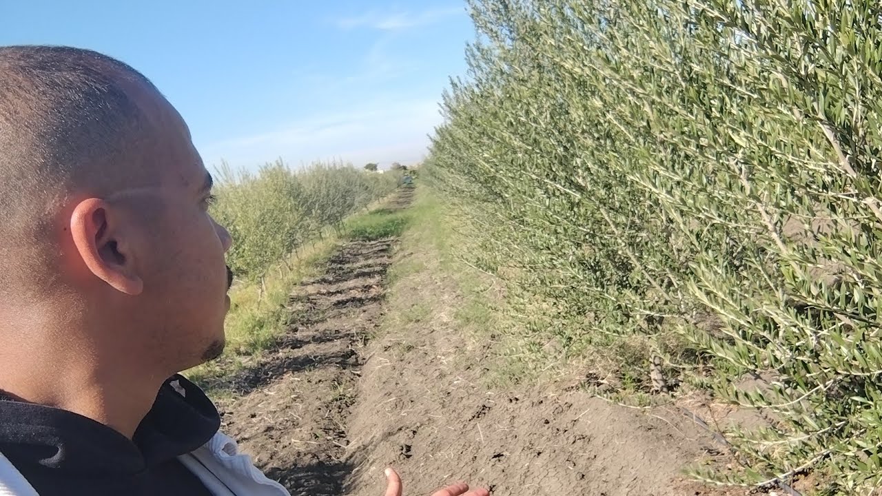 #نماذج للارباح التي حققت في بعض الضيعات سواء في الزراعة الكثيفة او الكلاسيكية 🫒🌿📞: 0661874583