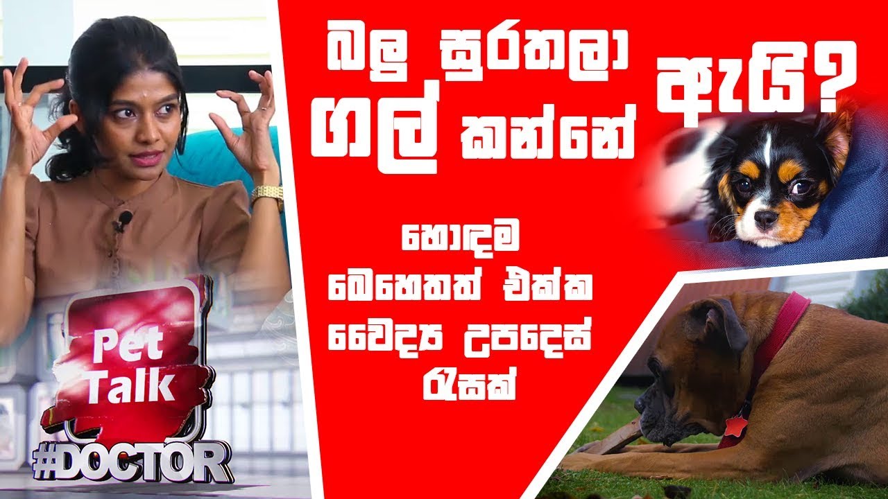 බලු සුරතලා ගල් කන්නේ ඇයි ? හොඳම බෙහෙතත් එක්ක වෛද්‍ය උපදෙස් රැසක් | #Doctor | Pet Talk | Episode 02