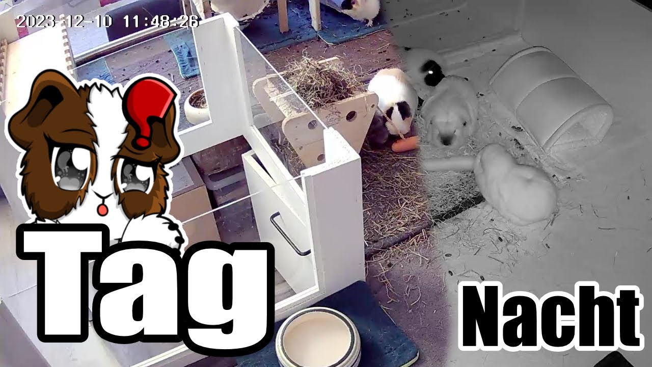 Was tun Meerschweinchen wenn sie unbeobachtet sind?