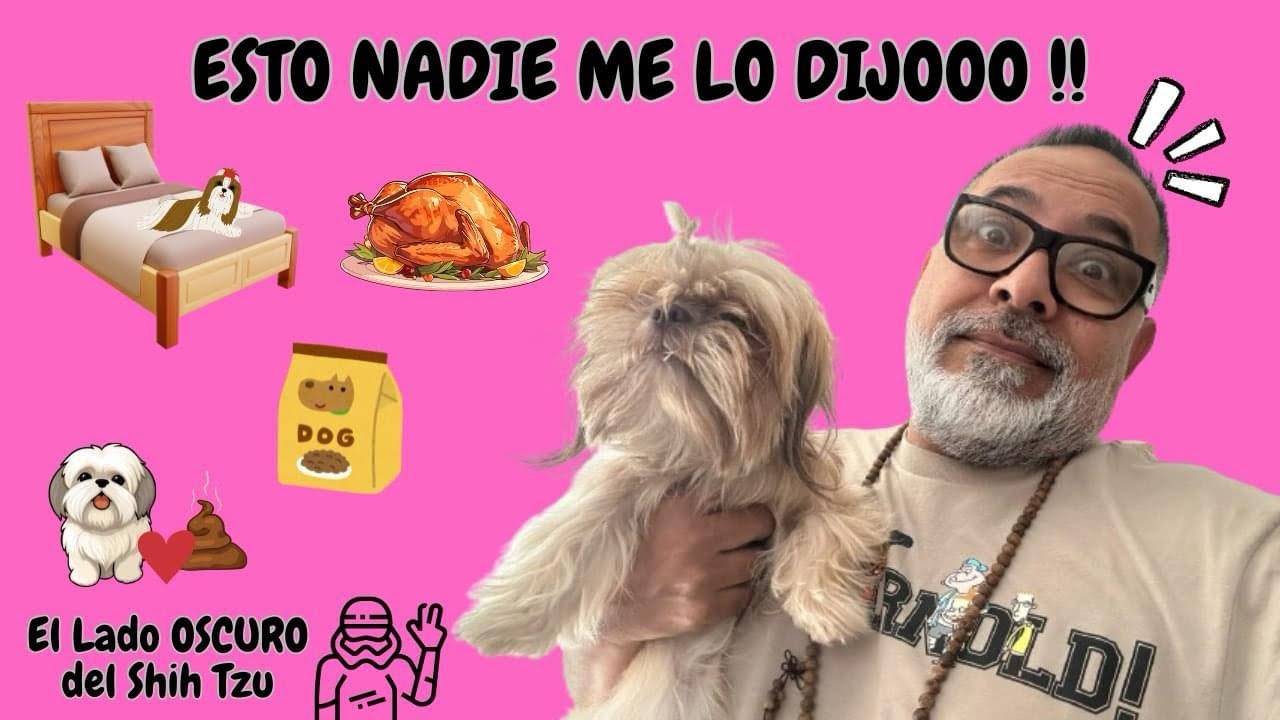 Ciemna strona psa Shih Tzu | Czego nikt ci nie powiedział o tej rasie ps&oacute;w.