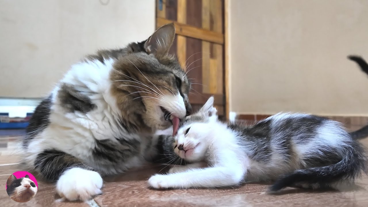 Большая кошка впервые встретилась с котятами!