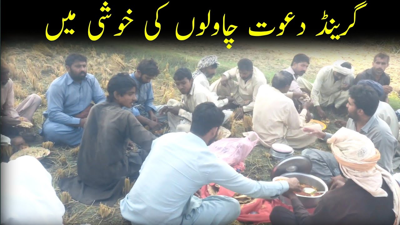 Rise crop harvesting at sunny day | we prepared a huge lunch | rural buddy 