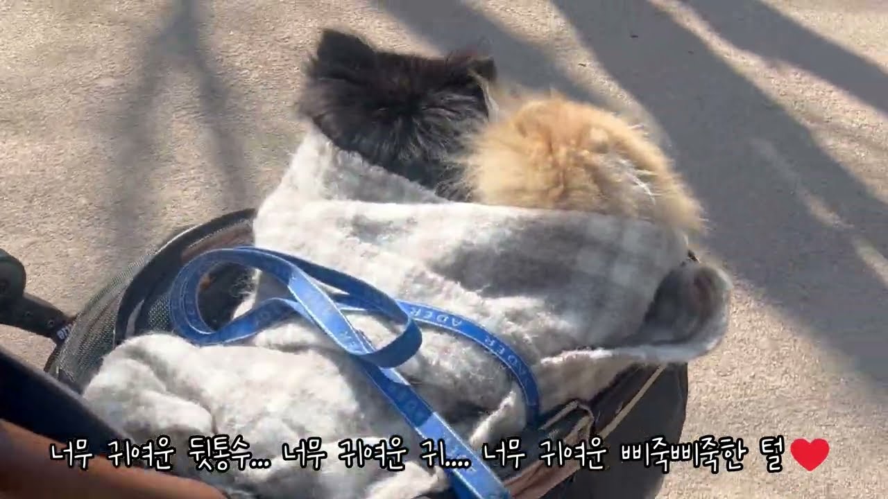 한파주의보였던 일요일! #강아지브이로그 #두물머리핫도그 #동네산책 #산책브이로그
