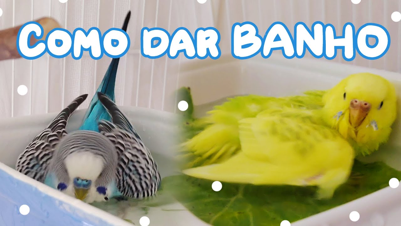 COMO DAR BANHO NO SEU PÁSSARO - Periquitos Australianos | Batatube