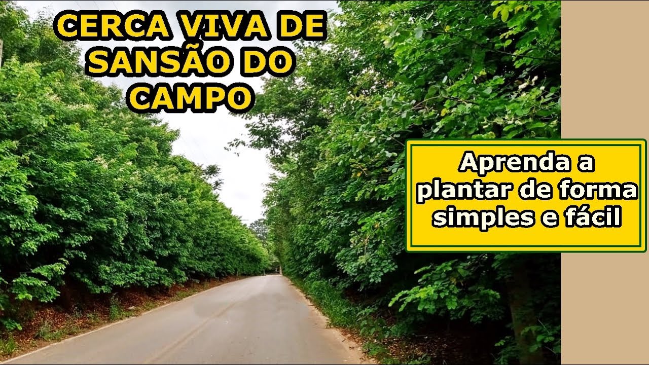 Como Plantar e Fazer Mudas de SANSÃO DO CAMPO ou SABIÁ | Passo a passo para montar sua CERCA VIVA