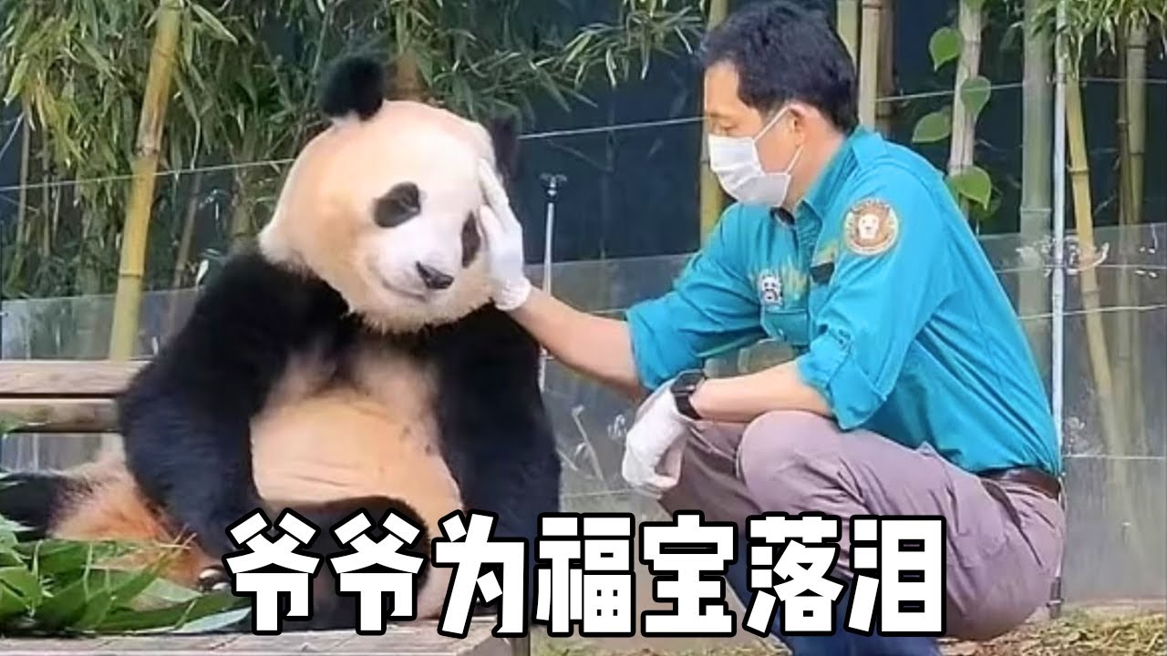 看望福宝的人不肯离开，爷爷见此景忍不住落泪，心中除了不舍还是不舍【蛙探】