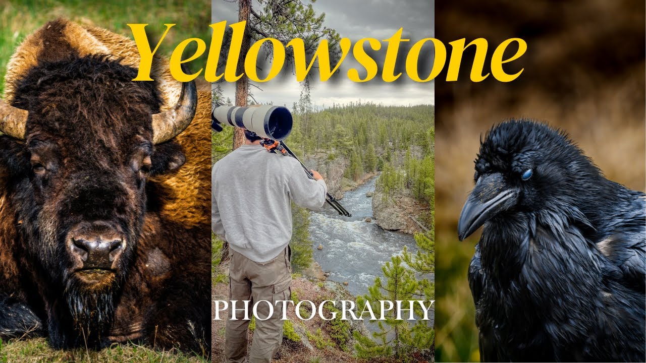 Yellowstone National Park: Wildlife, Landscapes, OH MY!