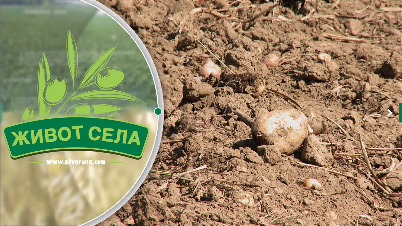 U Janji počele pripreme za sezonu radova u atarima; Veći interes za sadnju industrijskog krompira