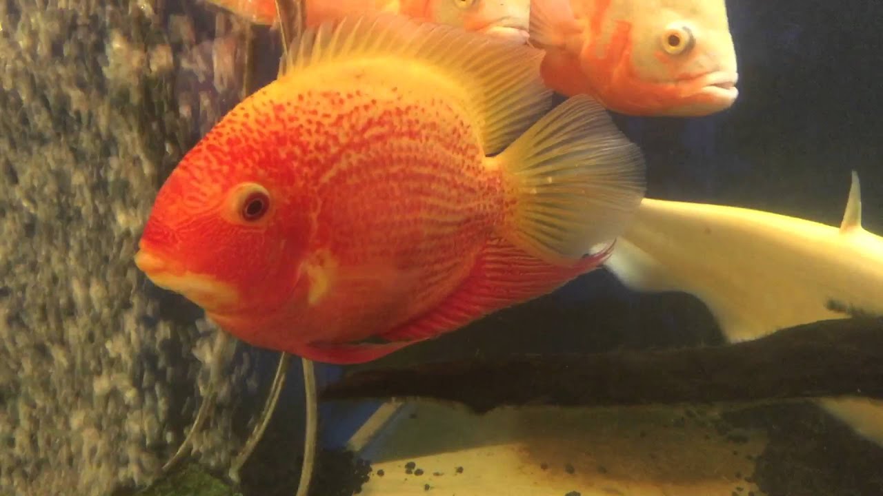 Monster Albino 600 Gallon Fish Tank Update