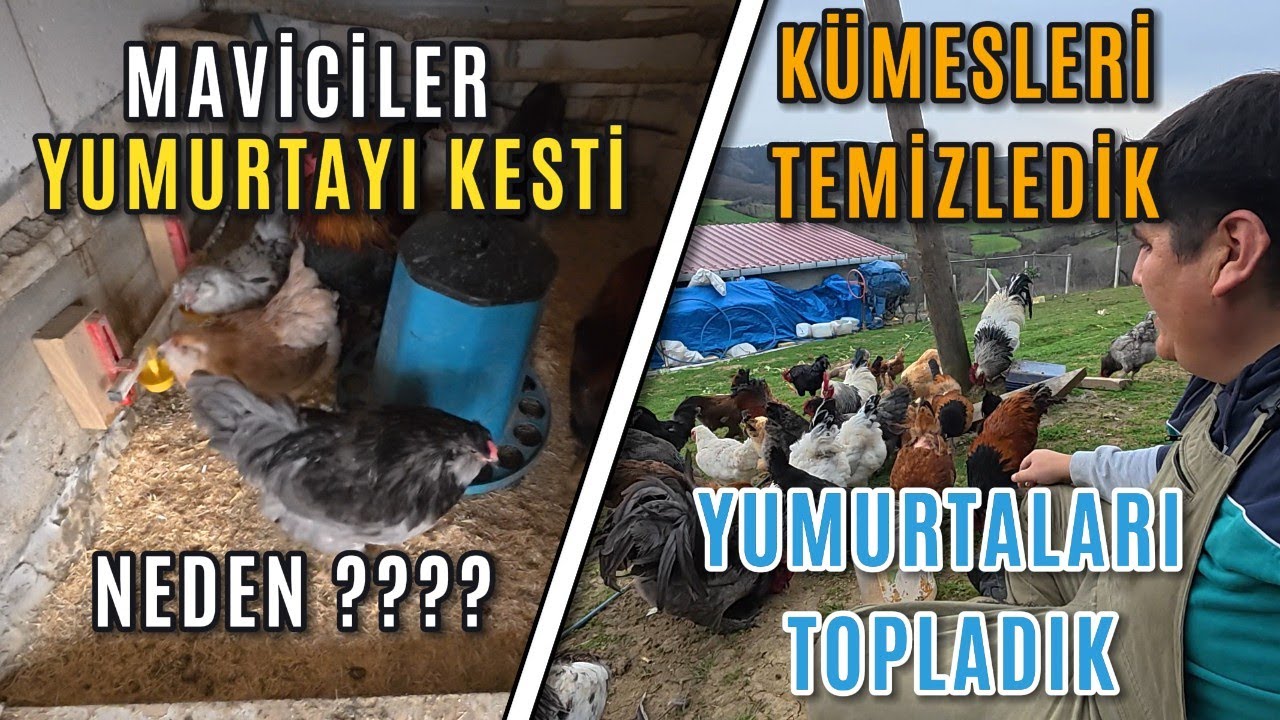 Kümeslerimizi Temizledik - Maviciler Yumurtlamayı Bıraktı - Yumurta Verimi Nasıl? #tavuk #çiftlik