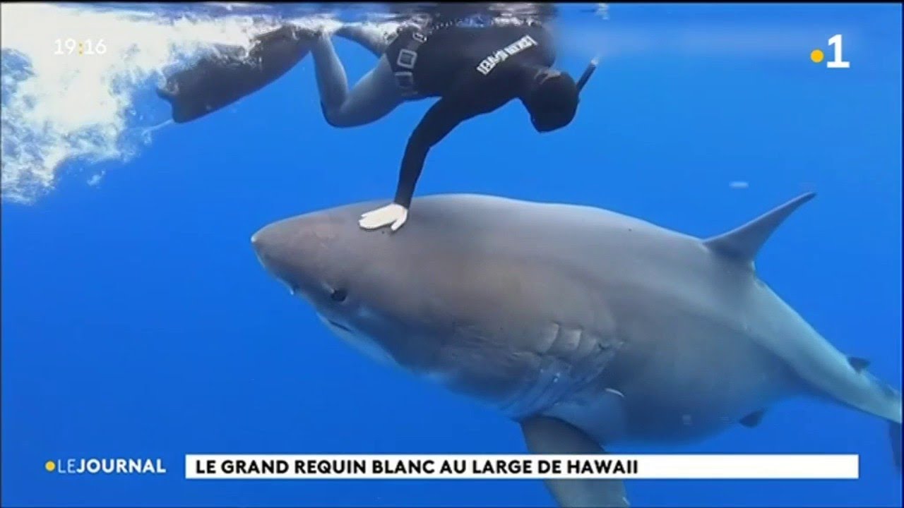 Ocean Ramsey : la plongeuses repousse toujours les limites avec les requins