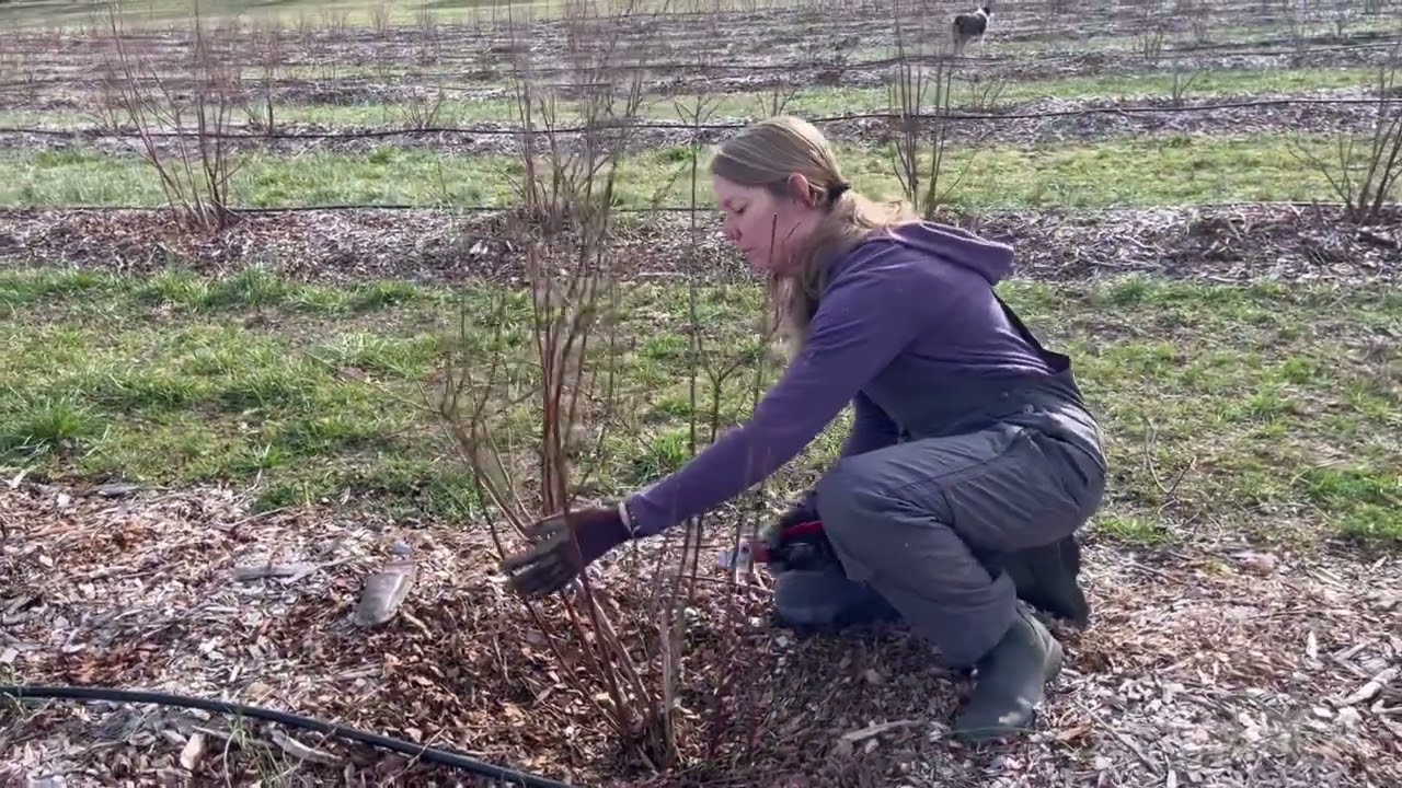 Pruning Young Rabbiteye Blueberry Bushes