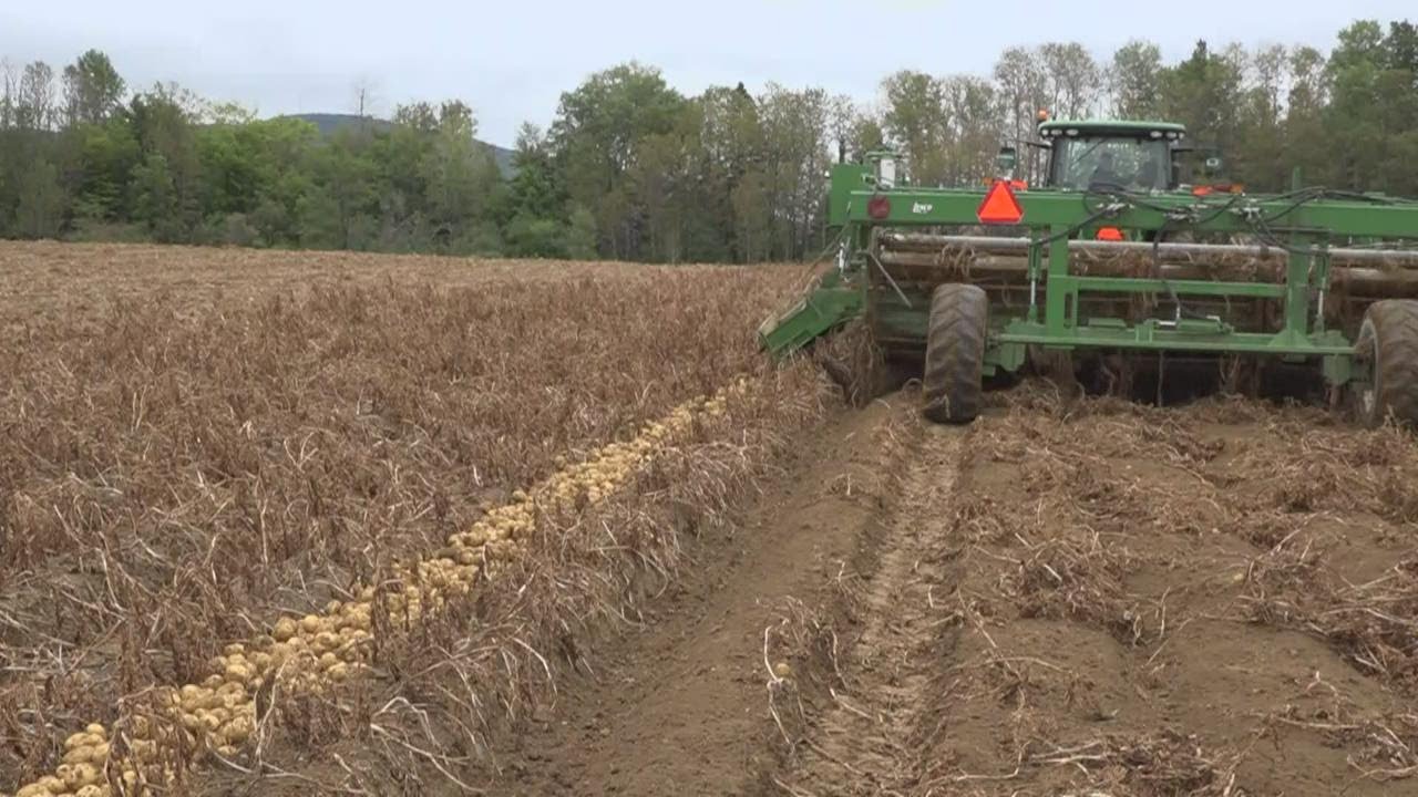 Potato farmers eligible for USDA emergency funds