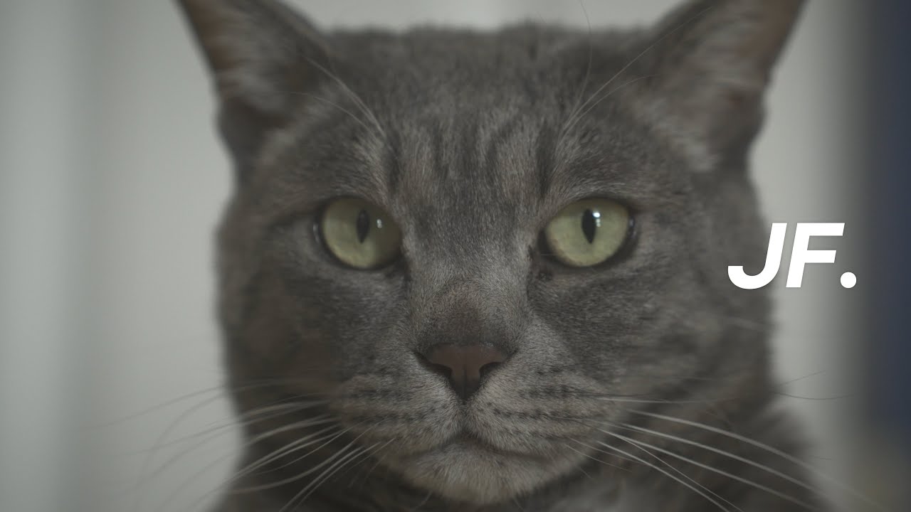 Cat 01 : Shot on Sony a7c
