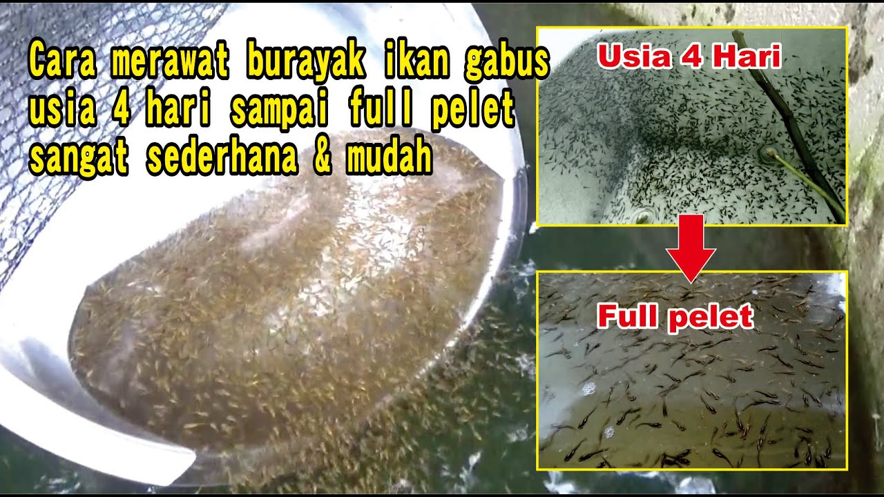 Cara Merawat Burayak Ikan GabusUsia 4 Hari Sampai Full Pelet Dengan Cara Yang Sederhana