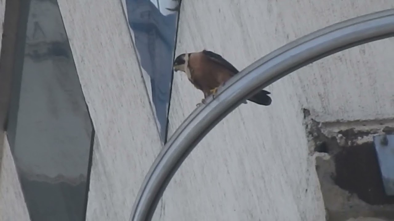 Shaheen Falcon Breeding Ritual