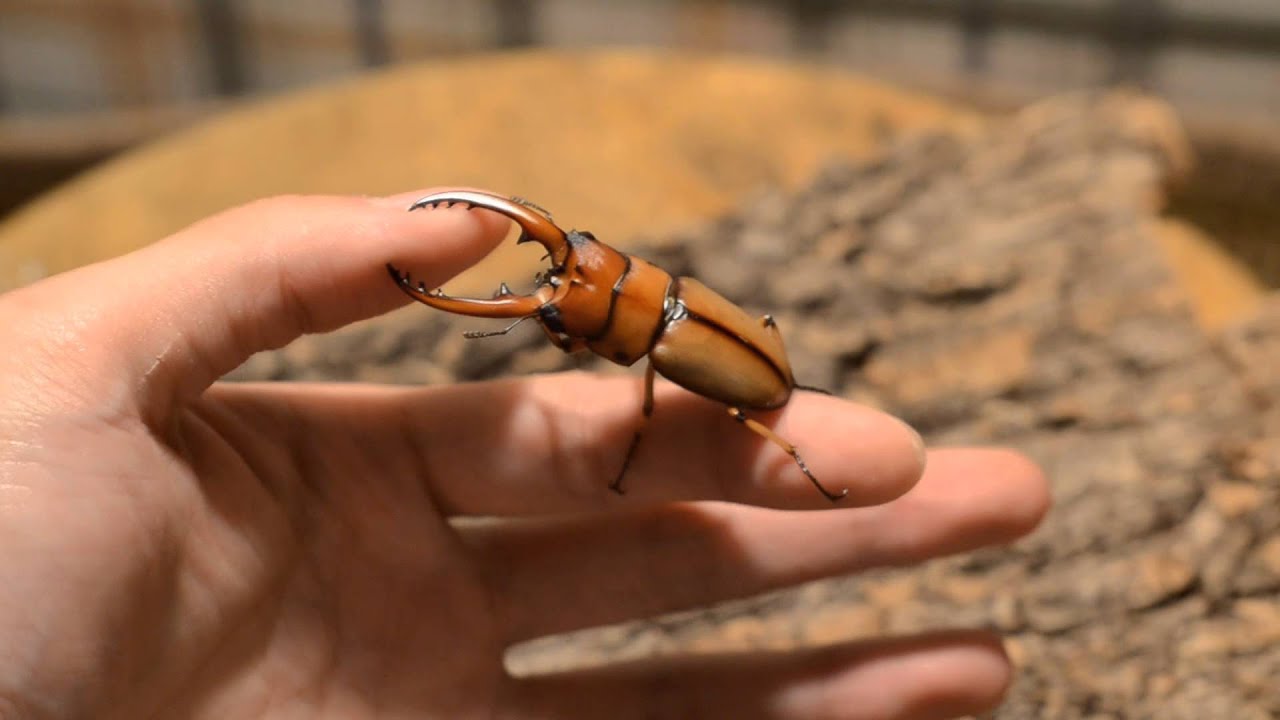 【甲虫少年】被兩點赤鍬形蟲咬到 !!!!!! #甲虫少年 #teensbeetle #カブトムシ #クワガタ #兜蟲 #鍬形蟲 #beetles