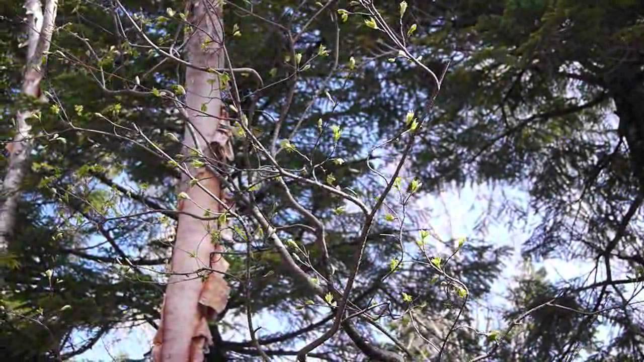 好奇心の旺盛なメボソムシクイ　尾瀬・中ノ原