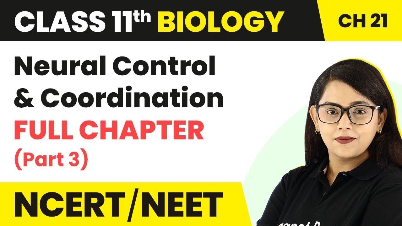 Neural Control & Coordination Full Chapter Explanation -Part 3 | Class 11 Biology Ch 21 | NCERT/NEET