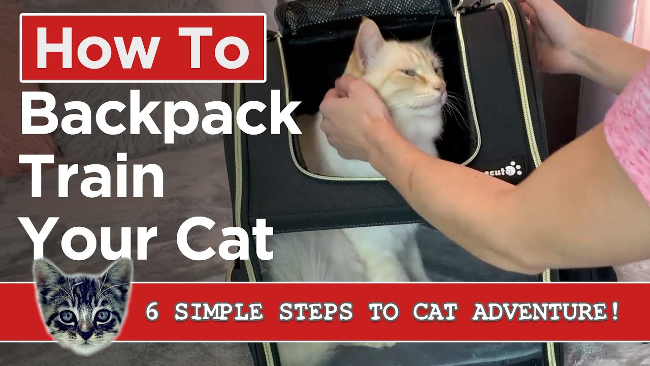 How To Backpack Train Your Cat - The Ultimate 6 Step Simple System