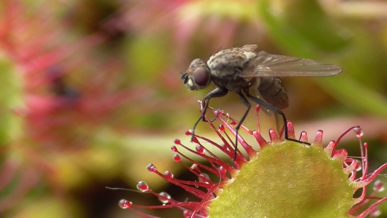 Rundblättriger Sonnentau, Drosera rotundifolia, Fliege, Eifel