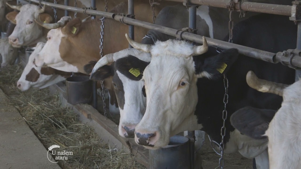 Mladi OSTAJU na SELU, Farma KRAVA i tov Aberdin Angus JUNADI - U nasem ataru 973