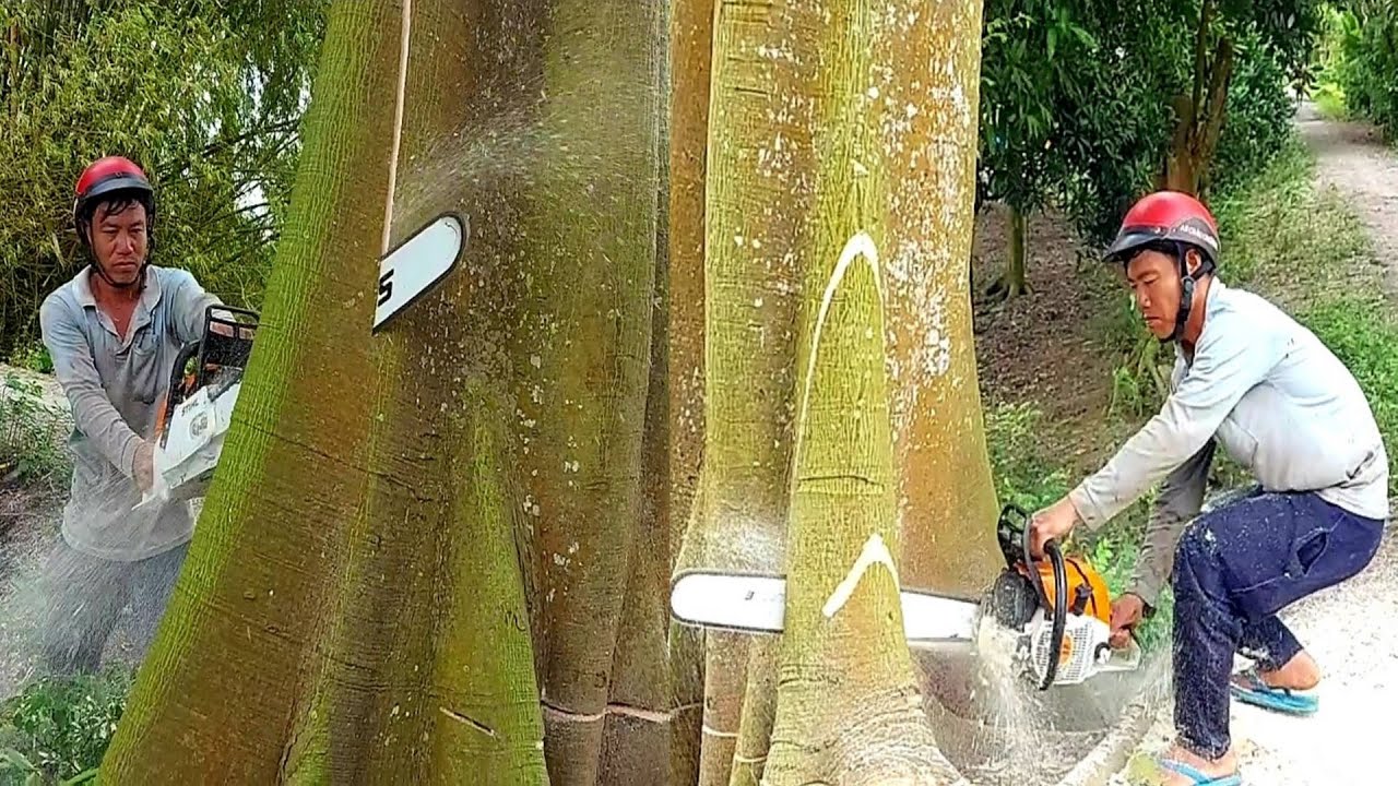 Cưa Hai Cây Gòn Siêu Khủng Máy Stihl Ms 382 / Saw Two Super Giants Stihl Ms 382 | Tập 981